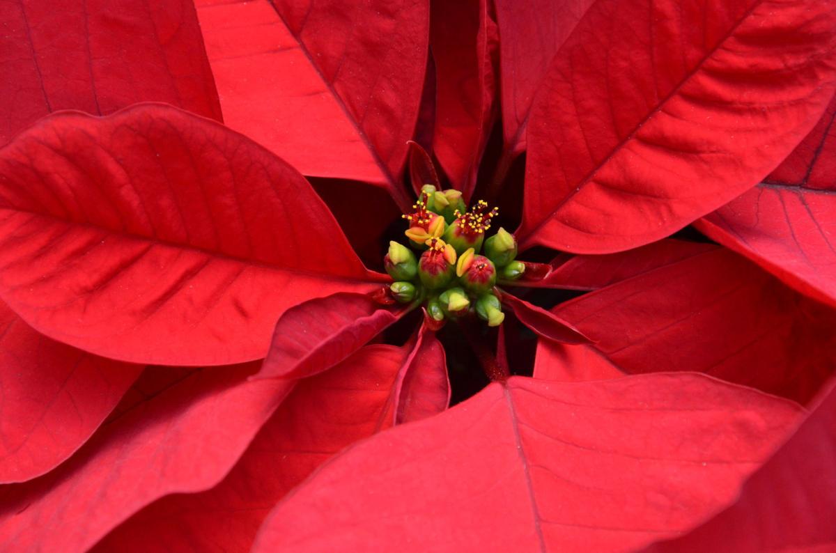 The Perfect Poinsettia How To Pick And Care For The Christmas Flower Throughout The Season Features Postandcourier Com