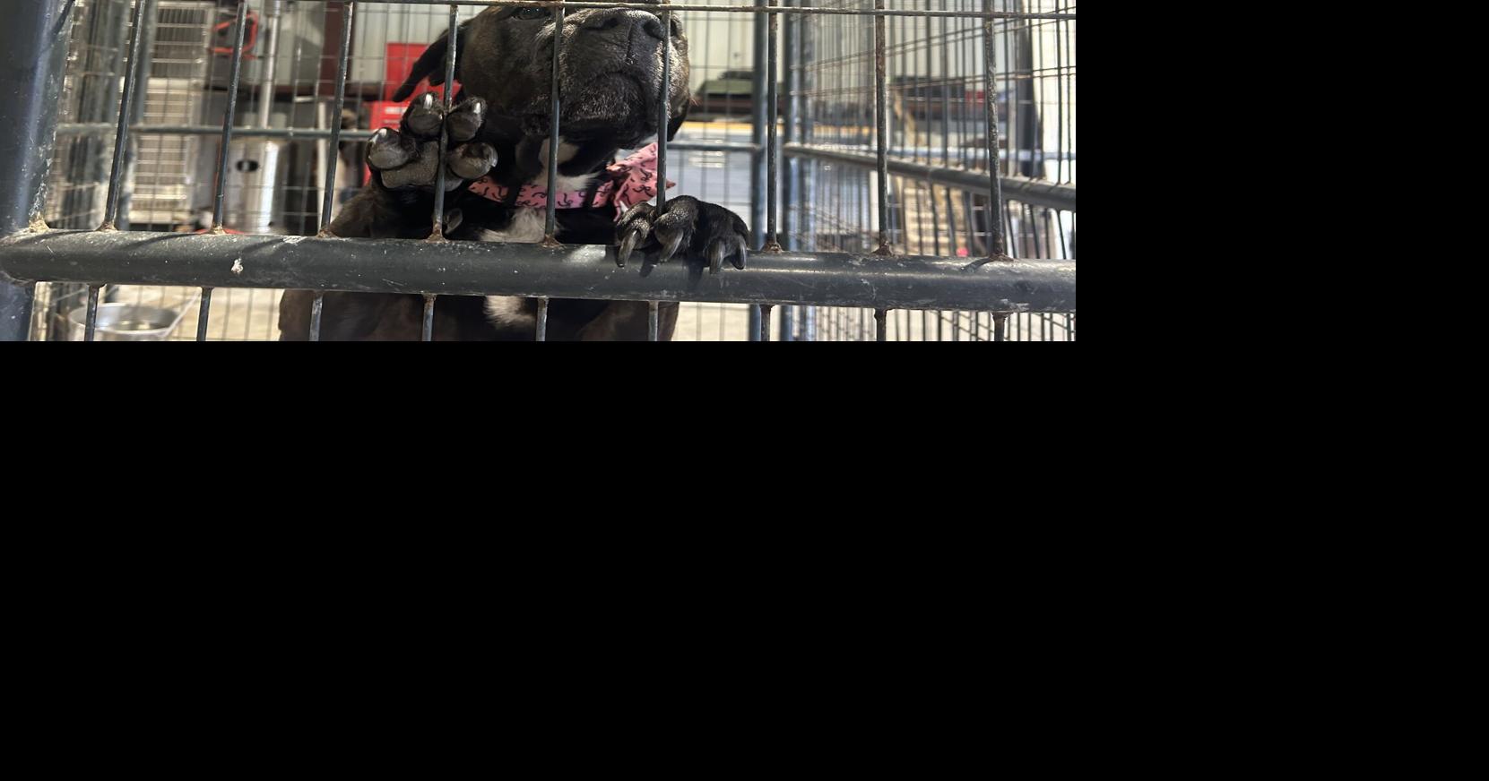Horry County's animal shelters have soared past capacity. Advocates have ideas to help.