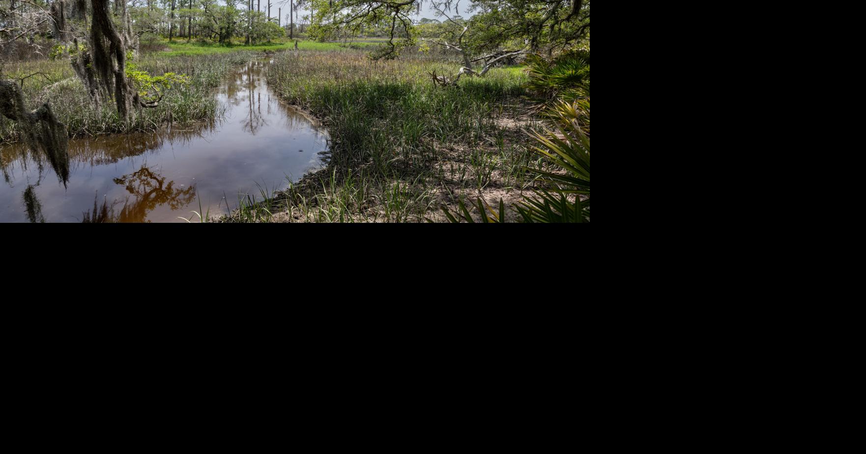 Better late than never, old-growth forest on St. Phillips Island gets national recognition