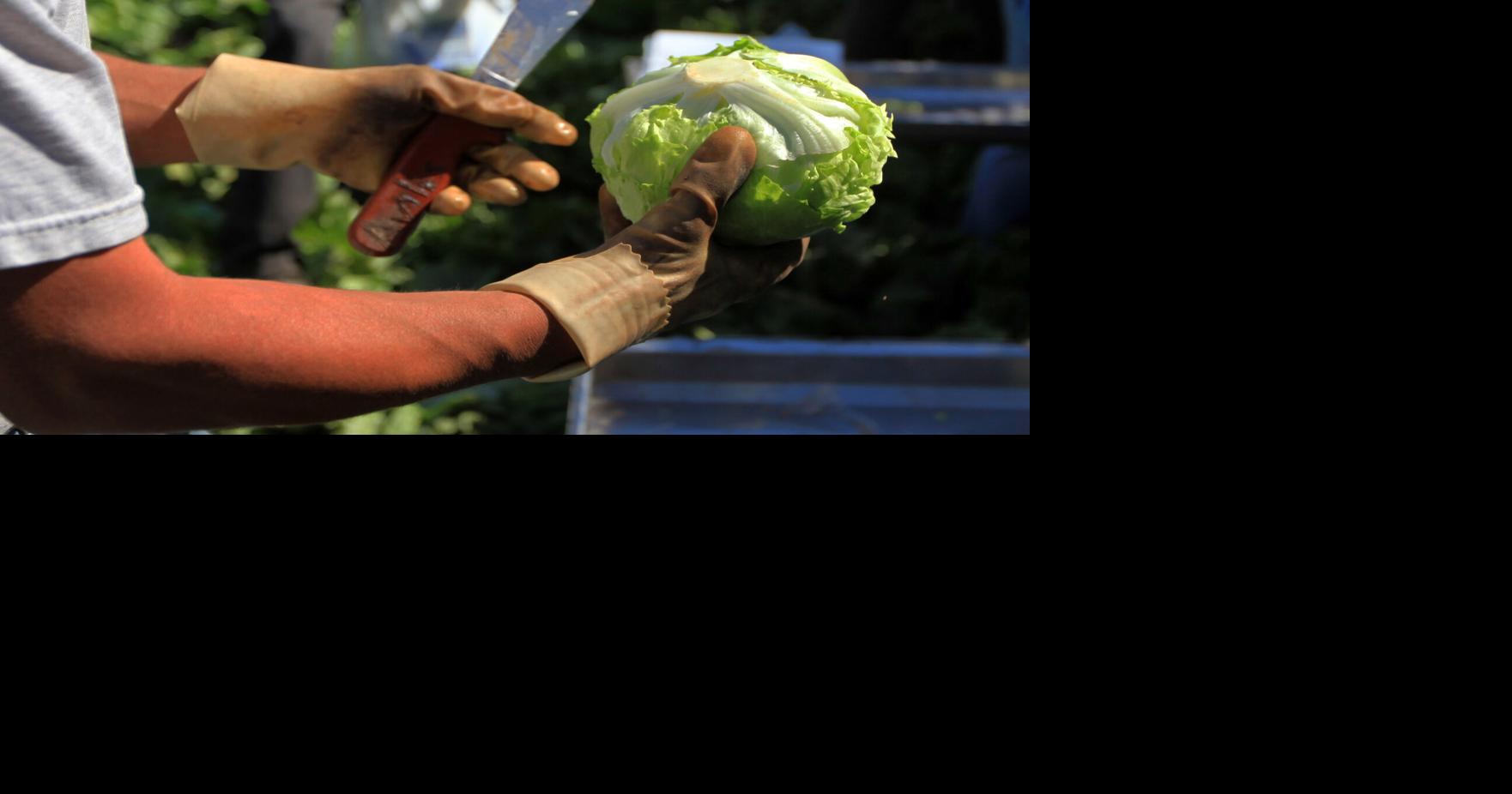 Cyclosporiasis outbreak tops 500 in NC with no known source while SC cases remain low