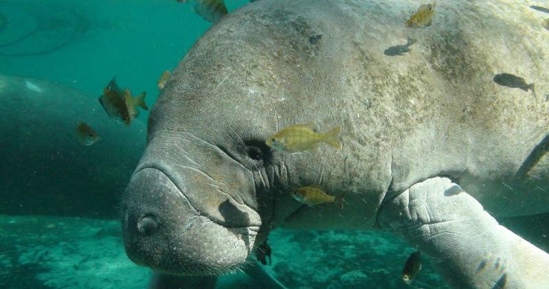 A record number of manatee sightings were reported in South Carolina this year