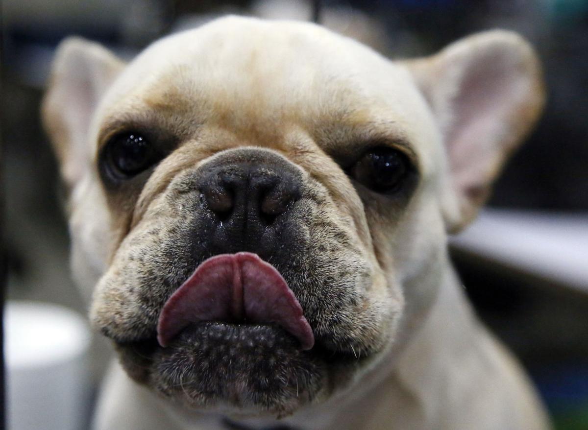 do dogs saliva kill bacteria