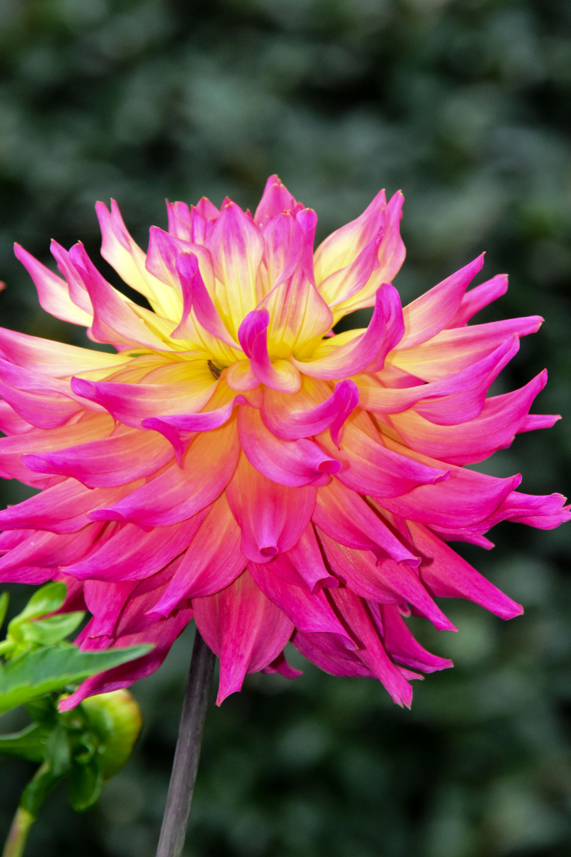 Bill-Goff Bloom.jpg