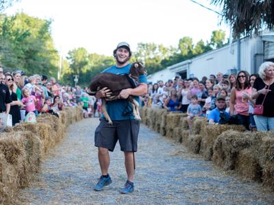 Permit Issue Derails Goat Races At Johns Island S Low Tide Brewing Goat Petting Still A Go Next Round Postandcourier Com