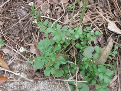 Know Your Winter Weeds Stop Your Yard S Enemy In Tracks Home And