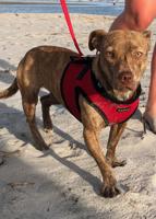 Isle of Palms dog permits apply to residents only, non-residents not applicable