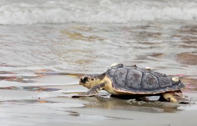 Two Sea Turtles Are Heading Back To The Sea Wednesday At