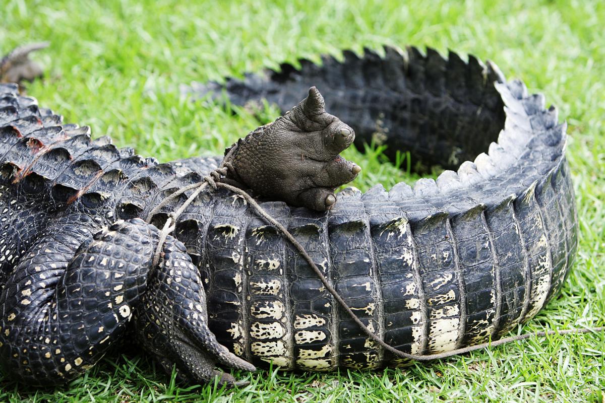 Lowcountry Alligator Hunts
