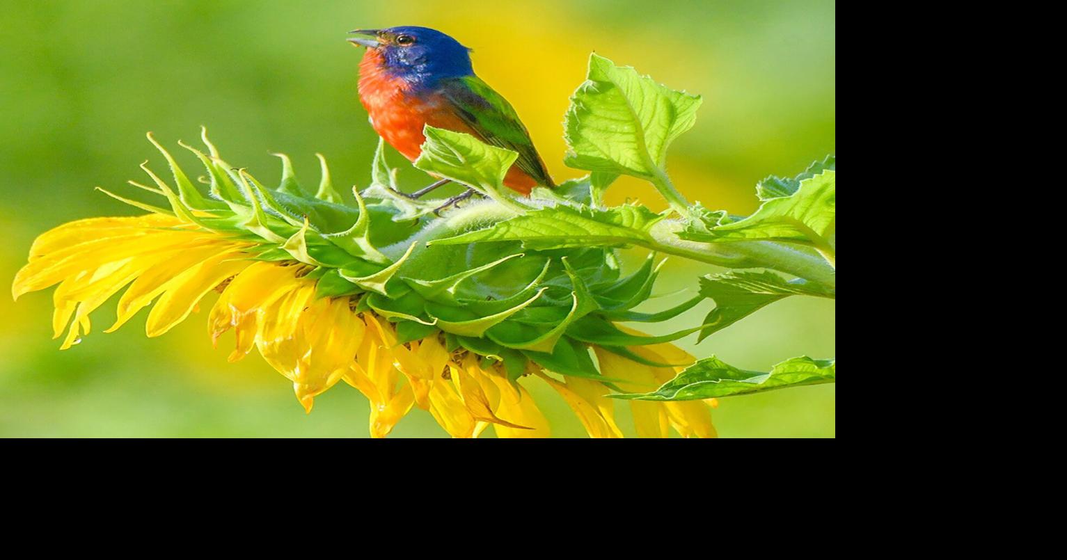 Beaufort birding festival welcomes renowned author Sibley