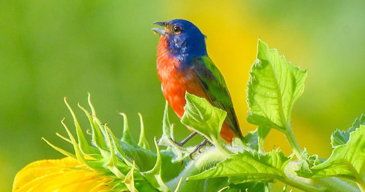 Beaufort birding festival welcomes renowned author Sibley