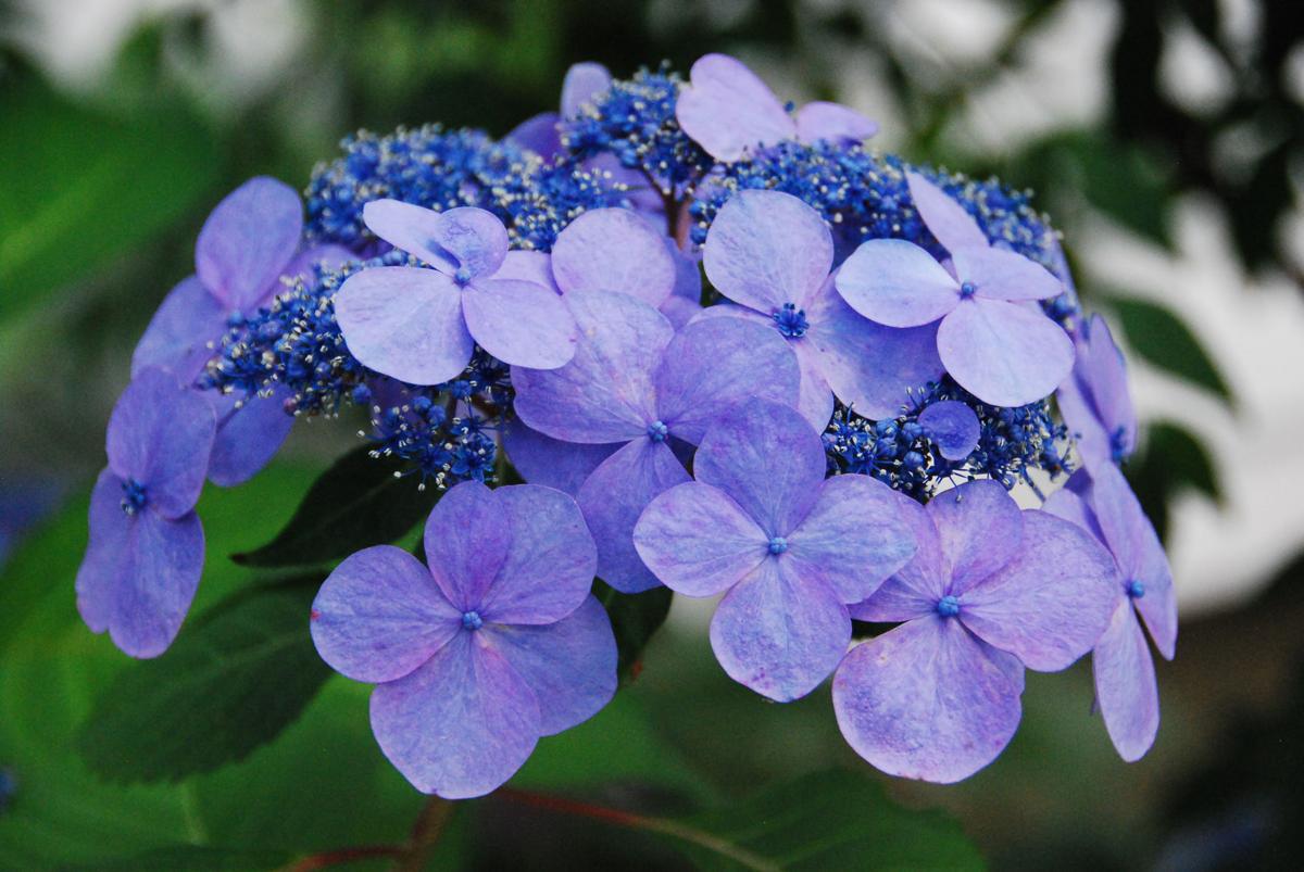 Carolyn-Goff Bloom.jpg
