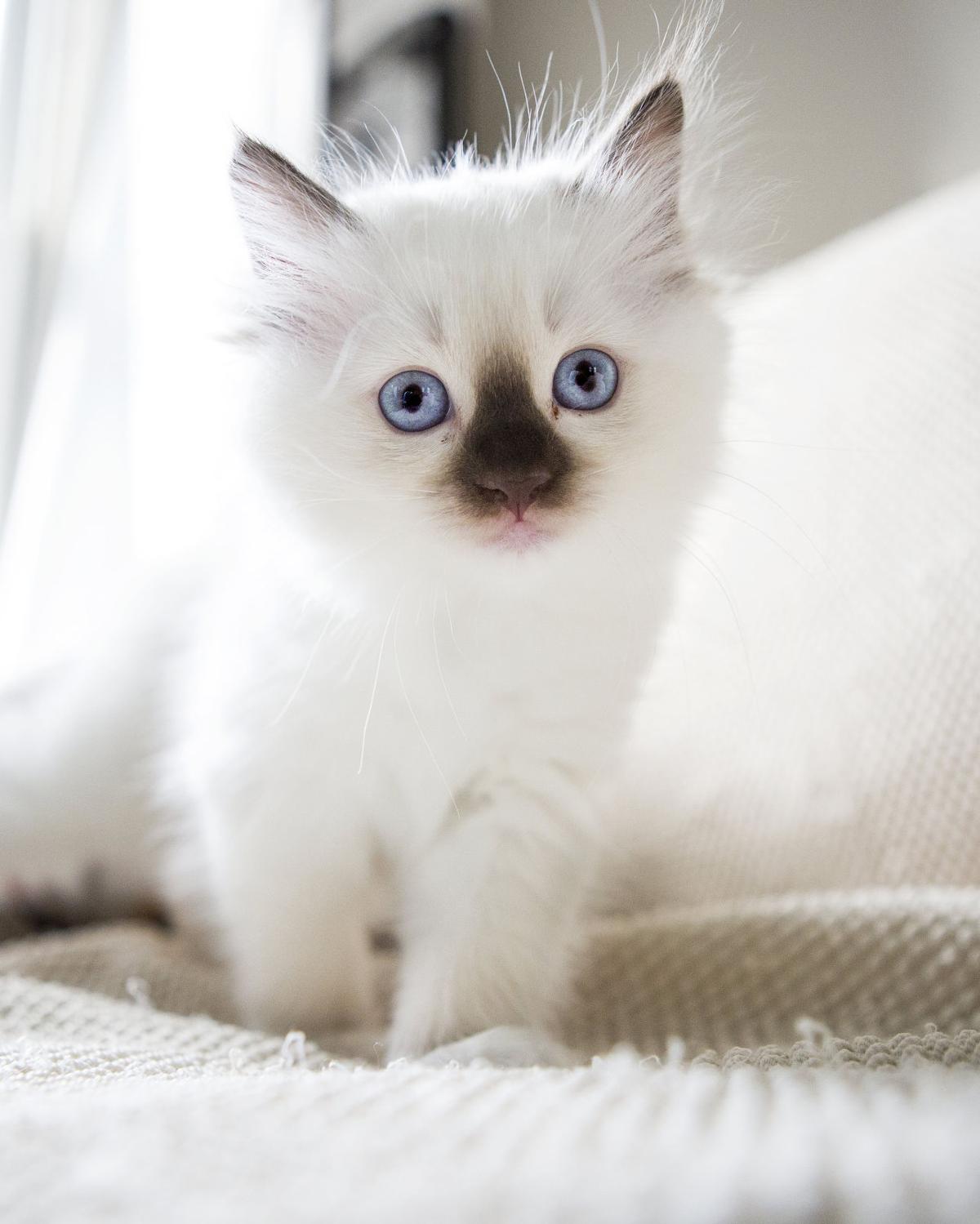 10 Fluffy Cat Breeds - PureWow