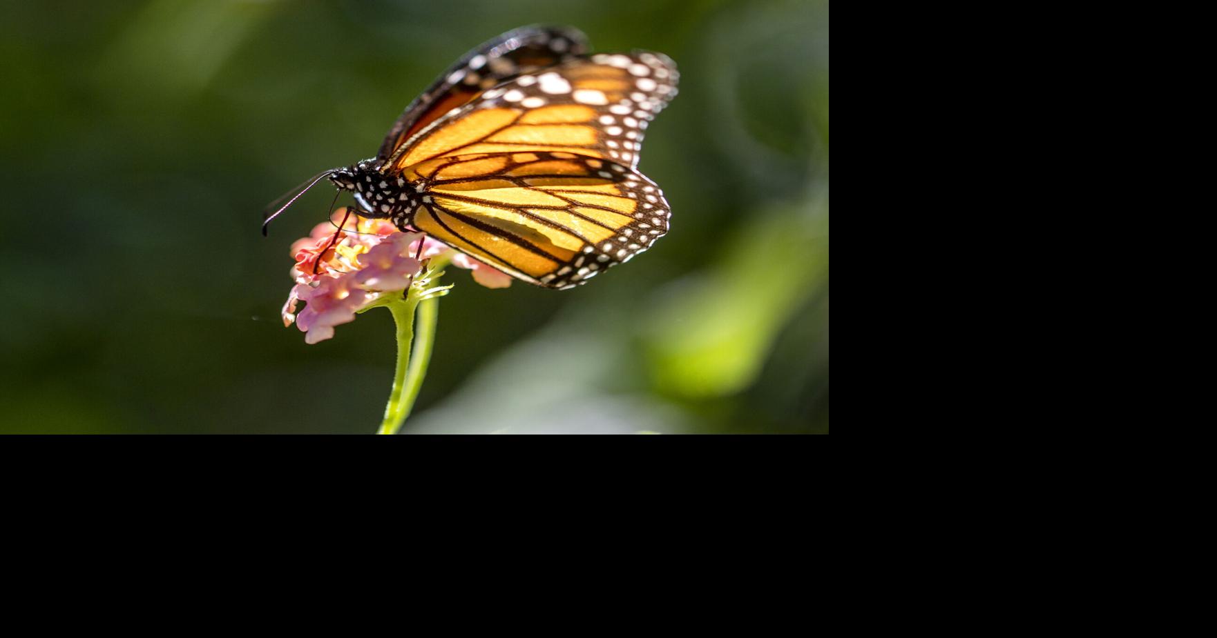 Bugs are a critical part of South Carolina’s ecosystem. Their global ...