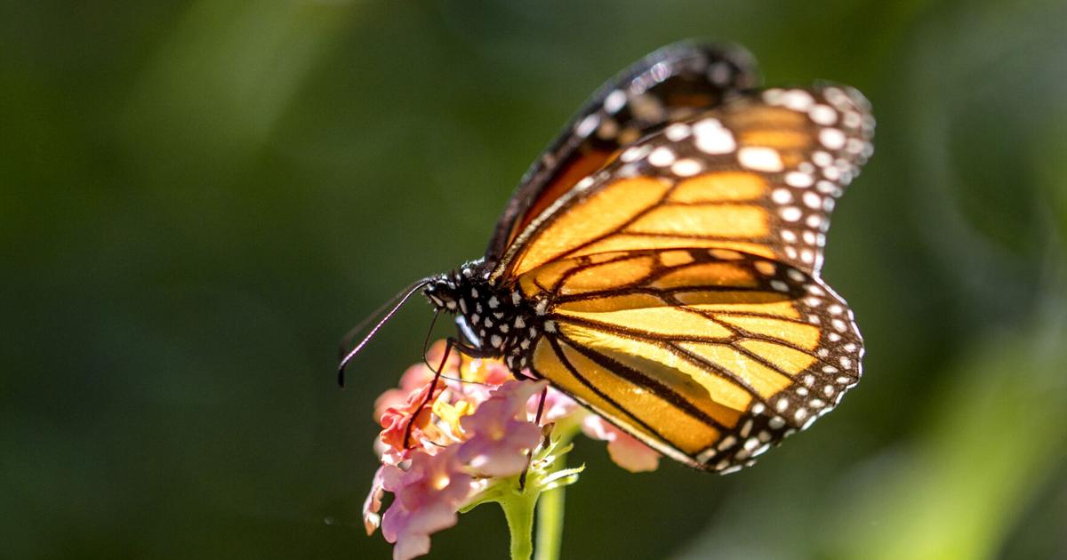 Bugs are a critical part of South Carolina’s ecosystem. Their global ...
