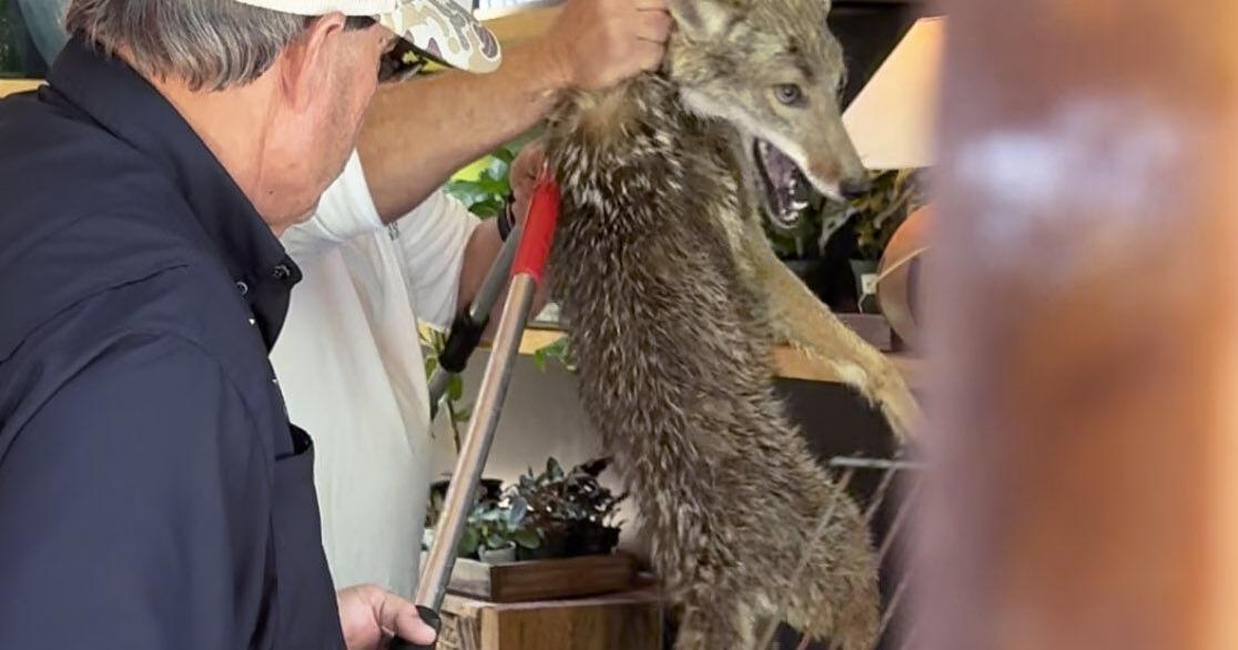 Coyote wanders into Sullivan’s Island shop, catching employees off guard. 'I thought it was a dog.'