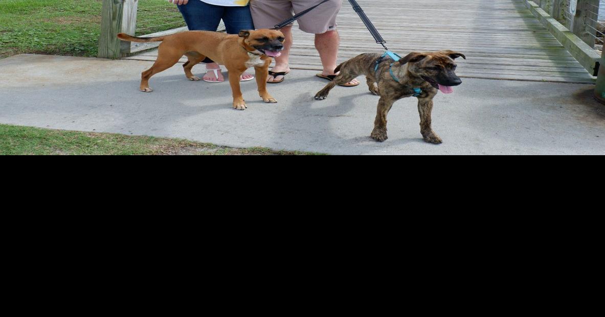 New local Pet Wants business opens in the Lowcountry Business