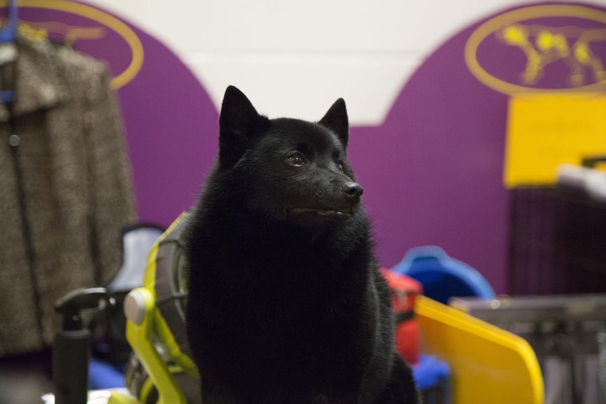 Westminster Dog Show