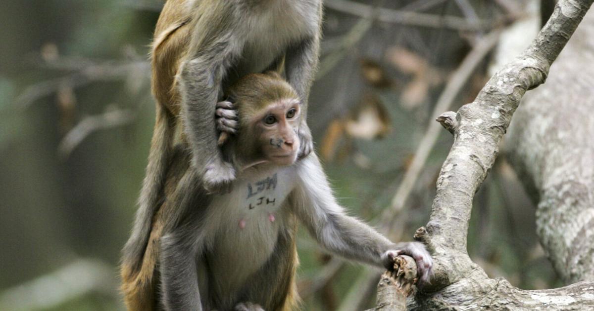SC Monkey Island als potenzielle Altersresidenz für Forschungsprimaten im ...