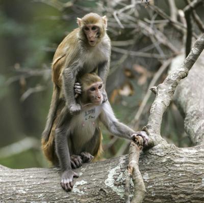 SC Monkey Island eyed as potential retirement community for research primates