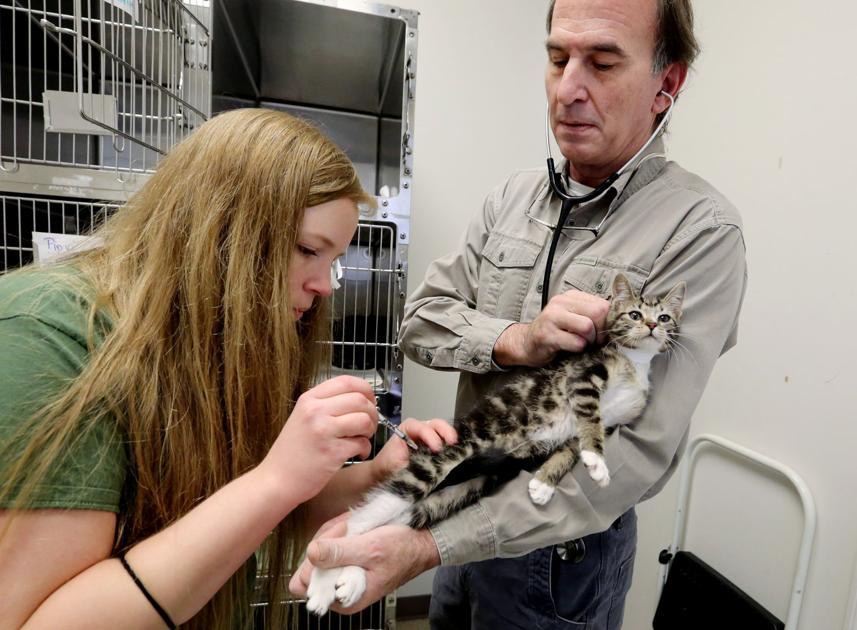 No Where To Run Getting Smart About Charleston S Feral And Foster