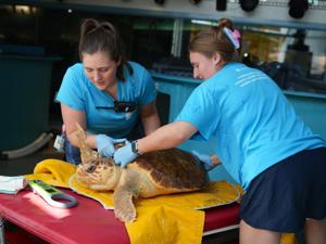 sc turtle care team