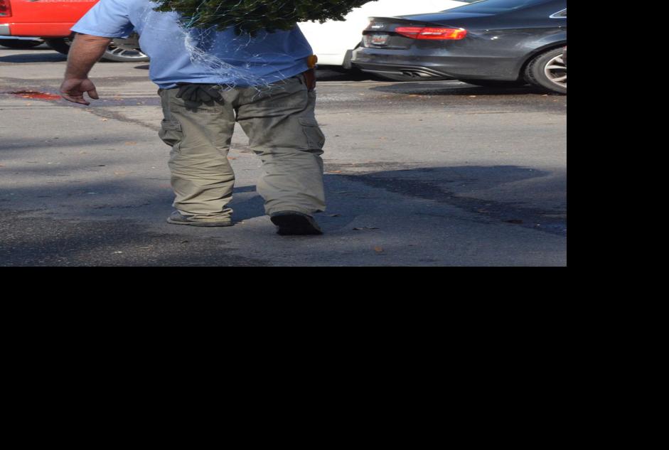 How To Recycle Your Christmas Tree In Aiken News Postandcourier Com