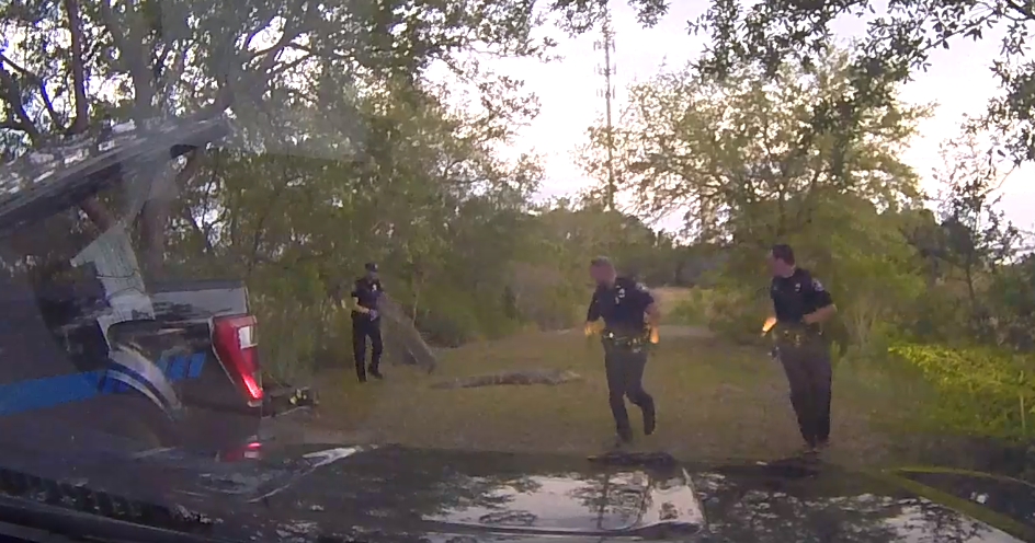 Alligator 'taken into custody' by police in downtown Charleston, released back to nature