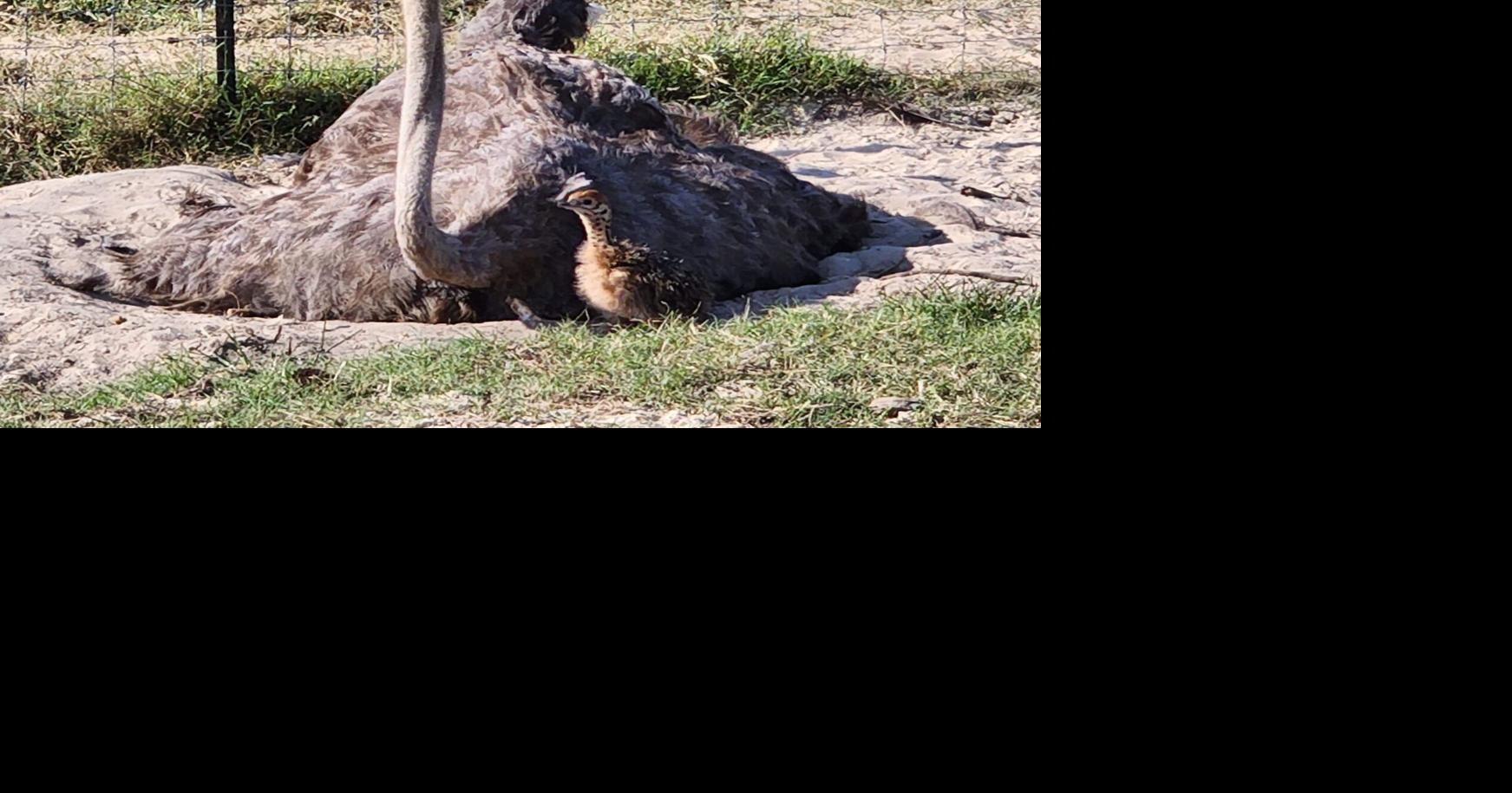 Ostrich Chop Suey - ever peckish