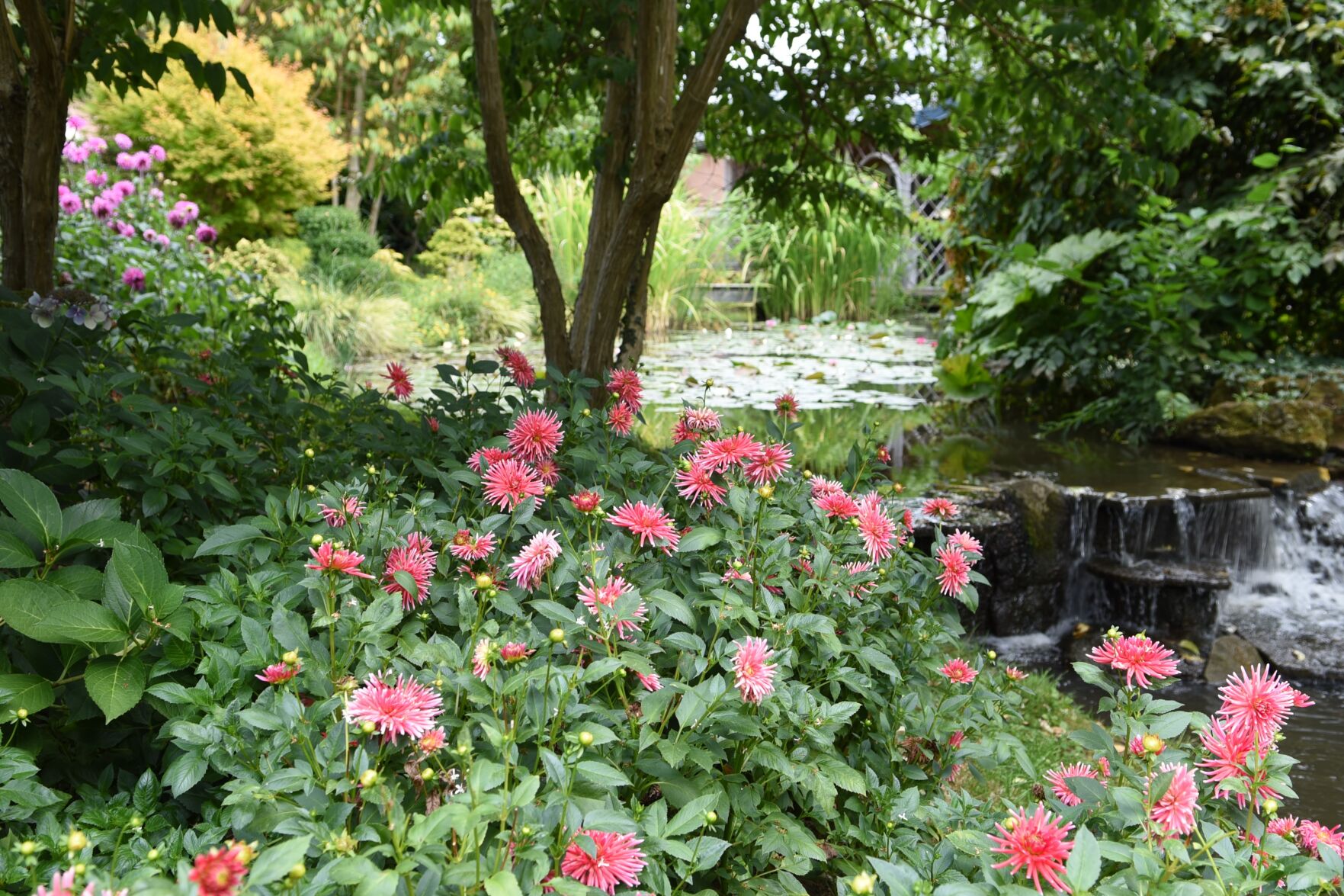 Crocosmia, lilies, dahlias — these colorful bulbs are perfect for