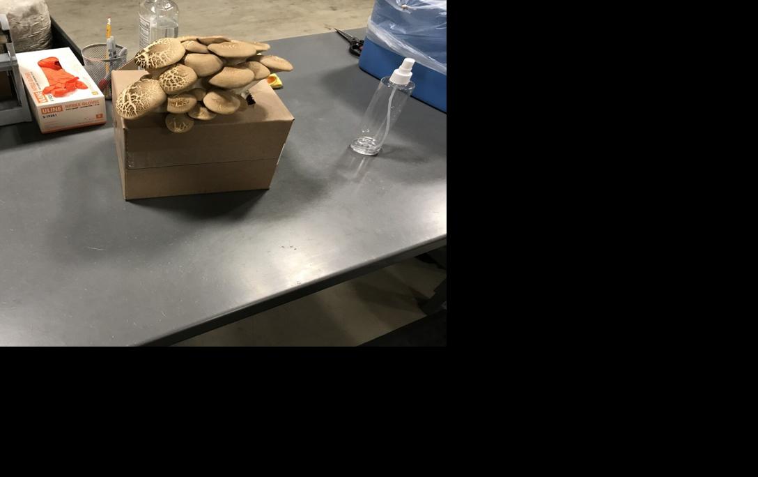 Gourmet mushroom operation sprouts in Spartanburg, with room to grow