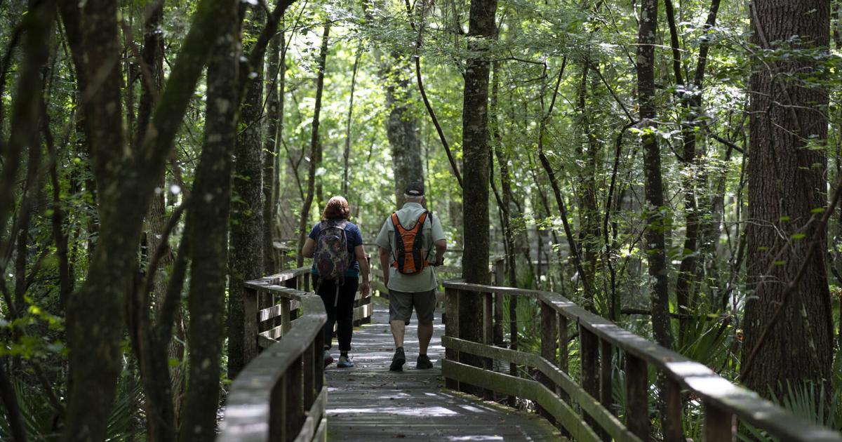 Harleyville is home to an ancient forest and bird sanctuary