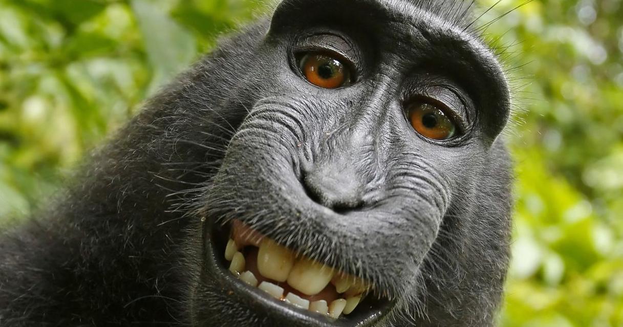 Monkey on the loose in Walterboro SC, police say | Beaufort County News - Vimarsana News