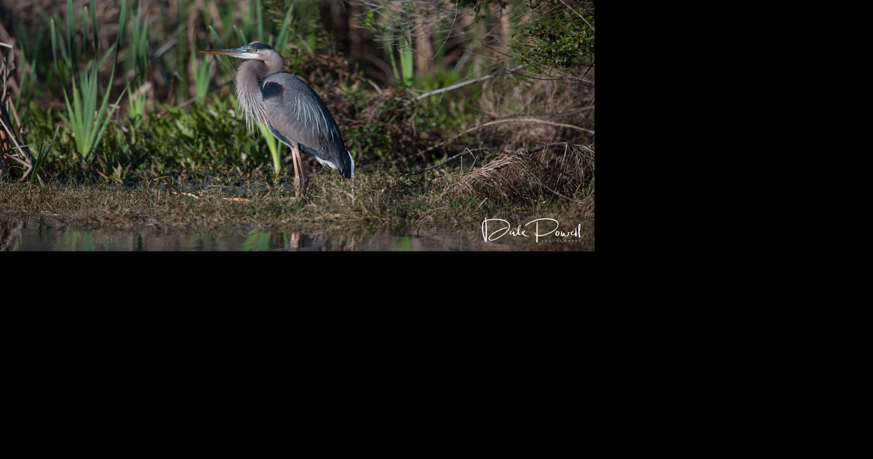 Mount Pleasant neighborhood residents fear fountains could disrupt beloved bird rookery