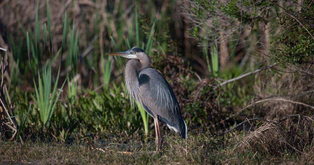 Mount Pleasant neighborhood residents fear fountains could disrupt beloved bird rookery