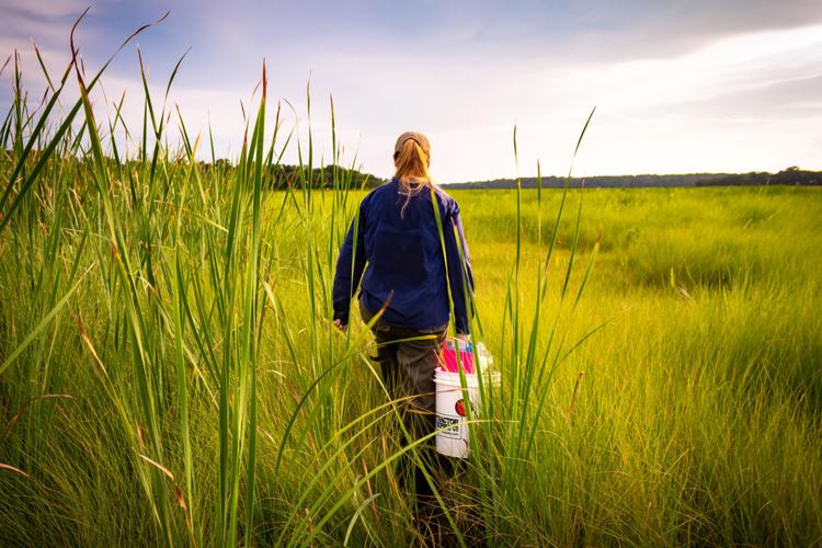 Christy Hand walks through a South Carolina marsh to check camera traps for images of elusive black rail