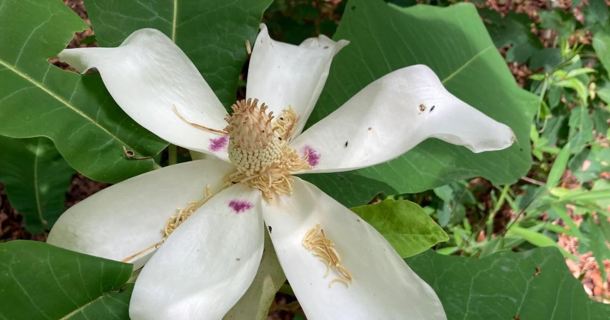Showstopper: Kiawah Island artist showcases floral watercolors