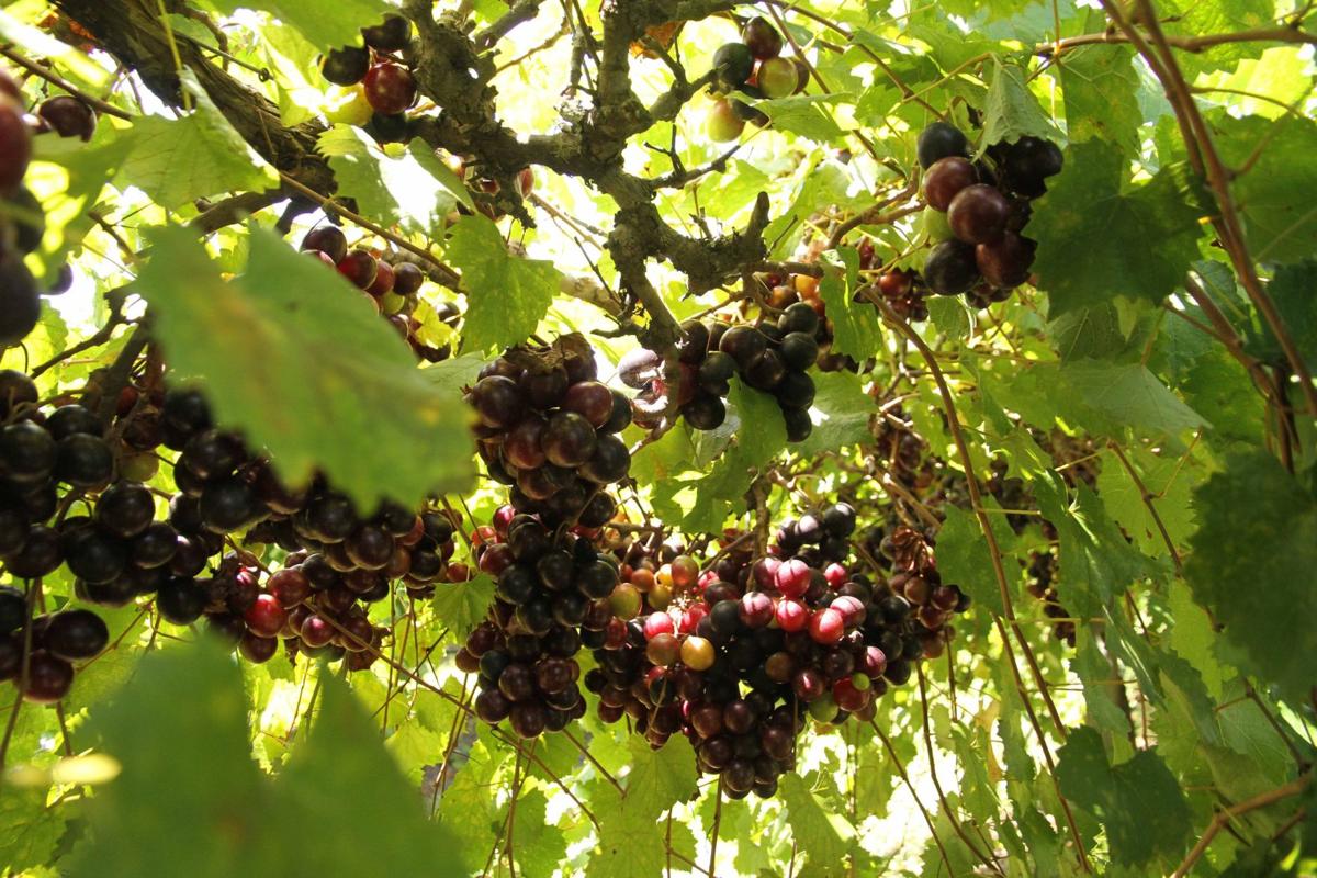 Grape Stomping Festival