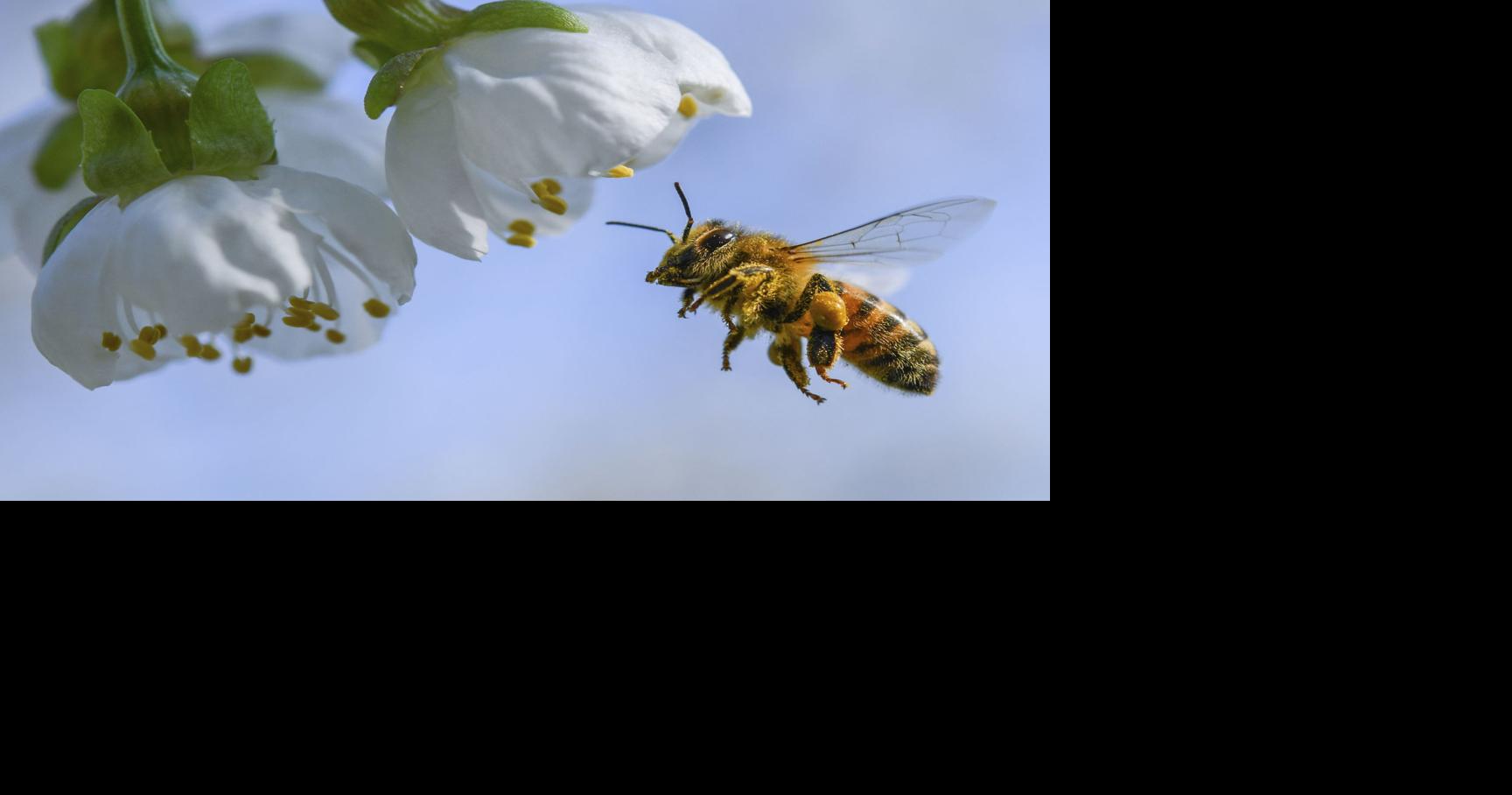 Honeybee business stung by multiple crises for South Carolina beekeepers