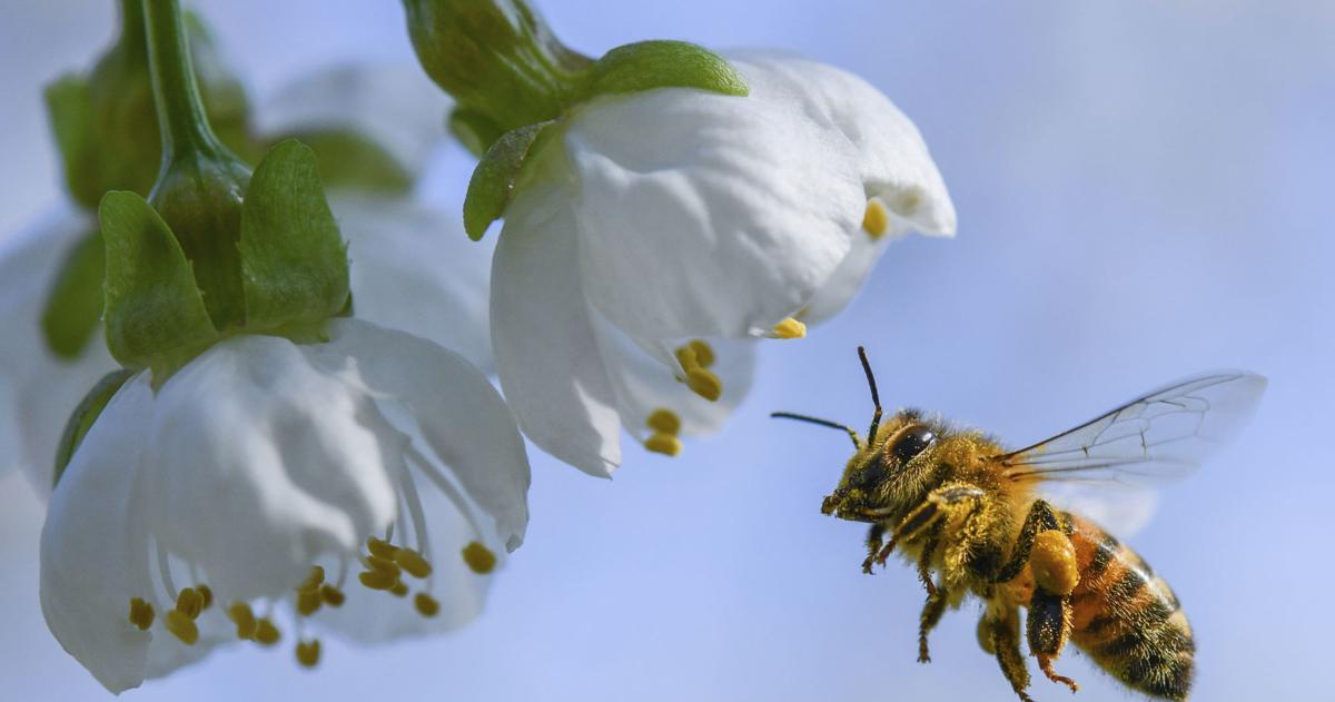 Honeybee business stung by multiple crises for South Carolina beekeepers