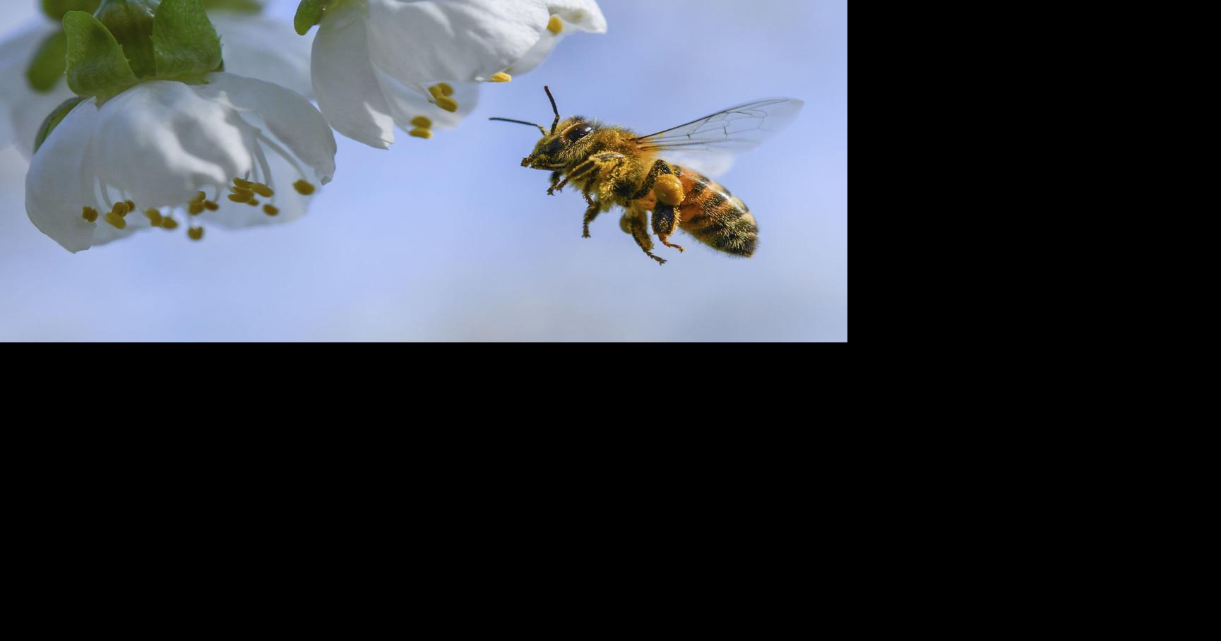 Honeybee business stung by multiple crises for South Carolina beekeepers