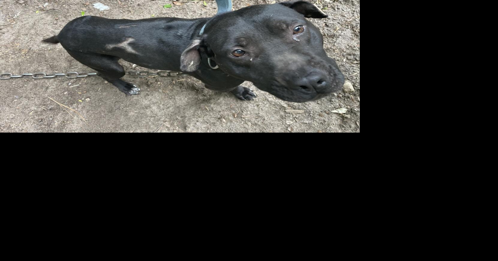 Former Chesterfield County sheriff deputy charged in dog fighting conspiracy