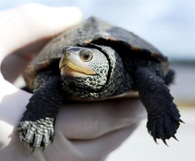 the mysterious diamondback dnr studies turtle that might be key to