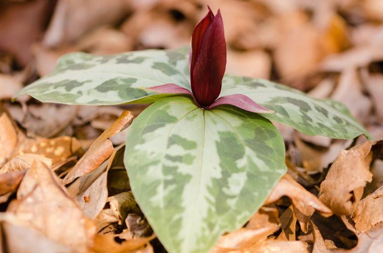 Watch your step! A guide to SC's endangered plant species