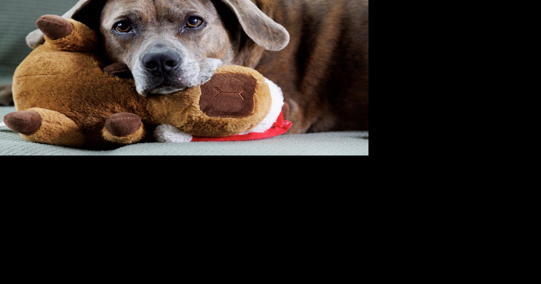 Man's best friend: Owning a dog — or any pet really — improves your health