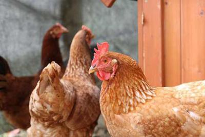 Town Of Irmo Nixes Chickens Blogs Postandcourier Com