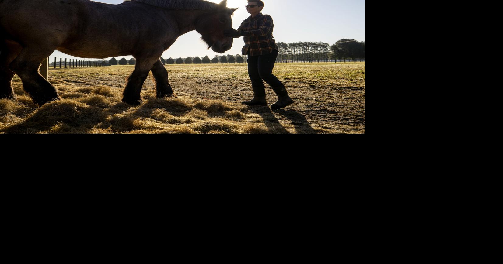 Photos: European Brabants find home in South Carolina's Lowcountry