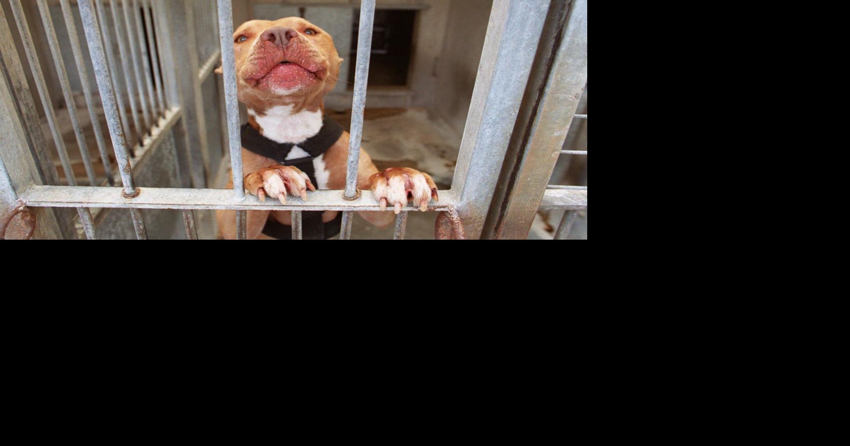 Challenge to pit bull ordinance headed to state court Archives