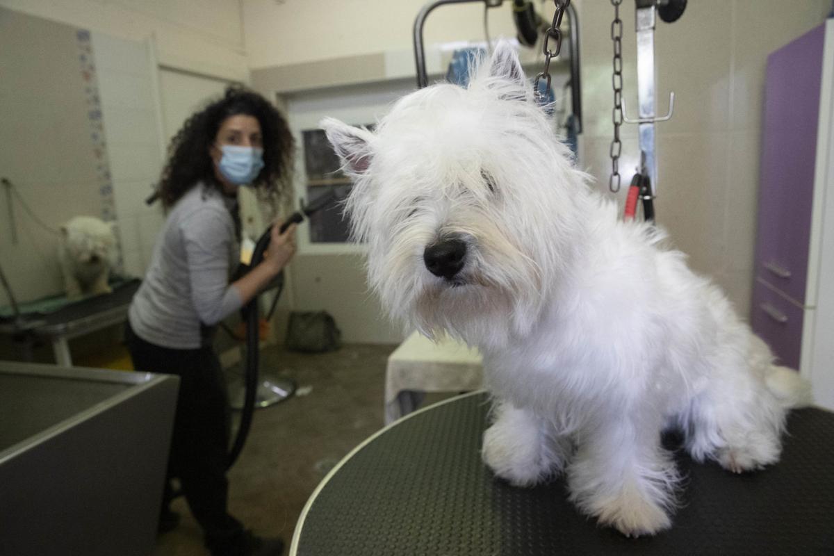 Pet Docs Pets Likely Do Not Play A Role In Transmission Of Covid