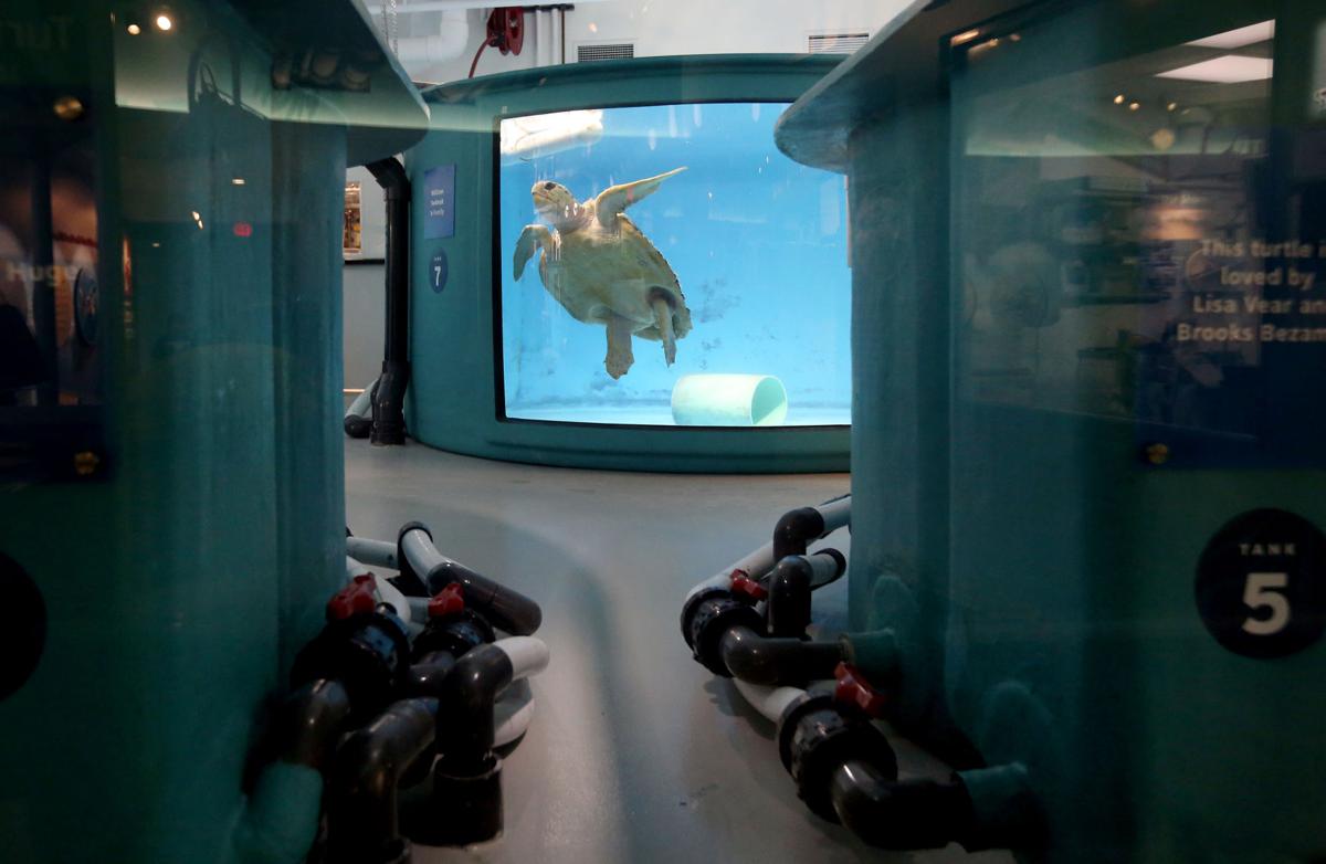 Editorial Support Sc Aquarium Amid Pandemic Pains Editorials Postandcourier Com