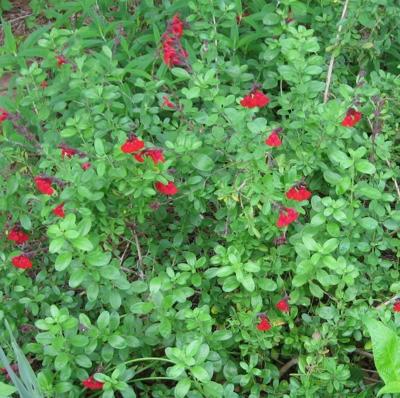 Best perennial and shrub bloomers for December | Home and ...
